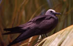 Photo 4: Common noddy