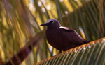 Photo 5: Common noddy