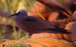 Photo 6: Common noddy