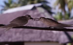 Photo 7: Fairy terns
