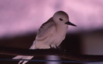Photo 8: Juvenile fairy tern