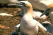 Gannet. Click once to see an enlargement.