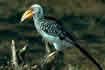 Yellow-billed hornbill. Click once to see an enlargement.