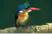 Common kingfisher. Click once to see an enlargement.