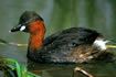 Little grebe (also called dabchick). Click once to see an enlargement.