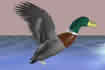 Mallard in flight. (This is not actually a link to anywhere.)