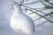 Ptarmigan (winter plumage).  Click once to see an enlargement.