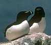 Razorbills.  Click once to see a wider view of this photo.