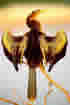 Darter (snakebird).  Click once to see an enlargement.