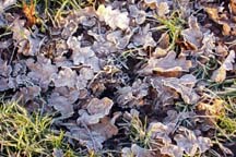 Frosted leaves