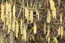 Catkins