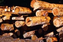 Timber
