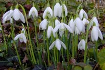 Snowdrops