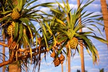 Palms