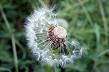 Dandelion