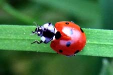 Ladybird