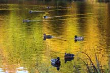 Mallard's Pike Lake, Forest of Dean