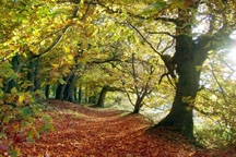 Near Soudley, Forest of Dean