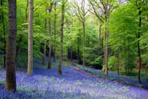 Soudley Woods, Forest of Dean