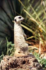 Meerkat