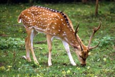 Fallow deer 