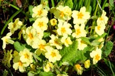 Primroses