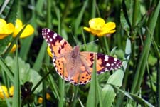 Painted Lady'