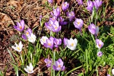 Crocuses