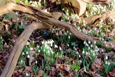 Snowdrops