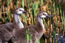 Hawaiian goslings