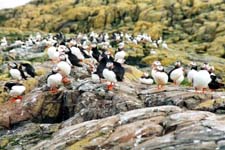 Puffins, Farne Islands