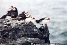 Puffins, Farne Islands