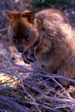 Quokka, Rottnest Island, Western Australia