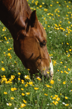 Horse in Buttercups