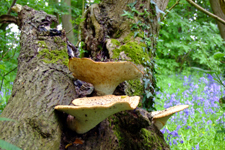 Bracket Fungi