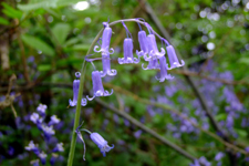 Bluebells