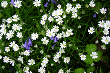 Stitchwort