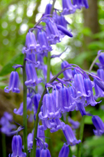 Bluebells