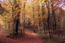 Lady Hill Wood, north of Usk