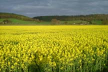 Rape field in the Usk Valley