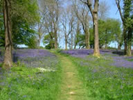 Bluebells in Coed y Bwnydd Wood