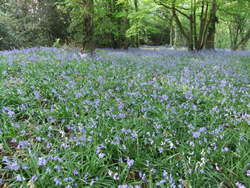 Bluebells in the wood