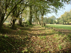 Bridleway west of Llanbadoc 