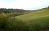 Llewelyn's Dingle