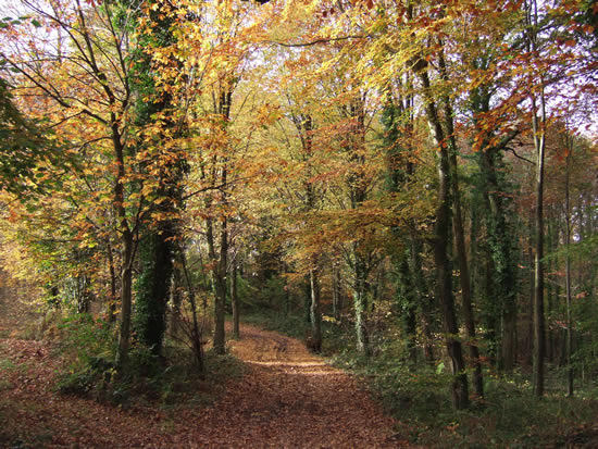 Lady Hill Wood