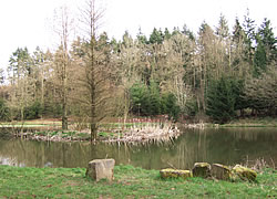 The pond in Lady Hill Wood