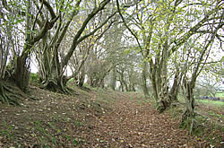 The Bridleway