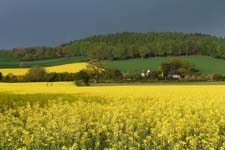 Rape field near Llancayo