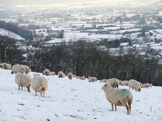 Difficult grazing, north of Usk