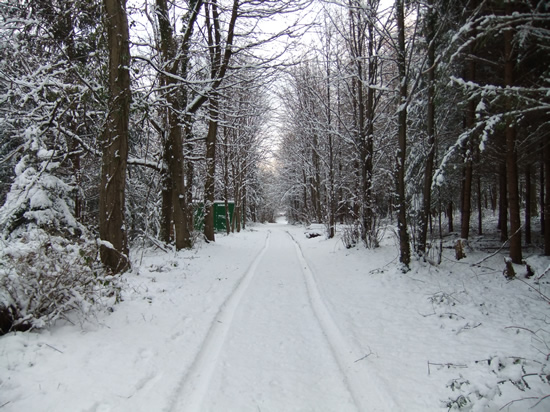 Park Wood, north east of Usk